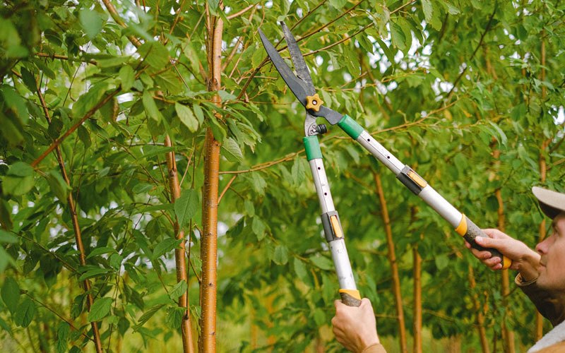 Tree trimming in Caguas, PR